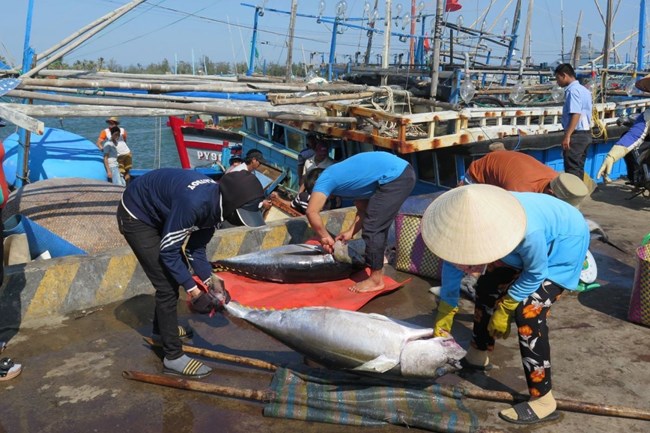 THỜI SỰ 12H TRƯA 21/4/2023: Các ngành chức năng và địa phương đang chạy nước rút với nhiều giải pháp quyết liệt nhằm gỡ thẻ vàng ngành thủy sản